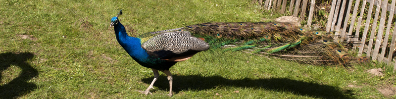 Pfau Molfsee